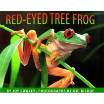 The Red-Eyed Tree Frog