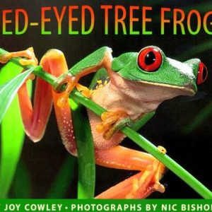The Red-Eyed Tree Frog