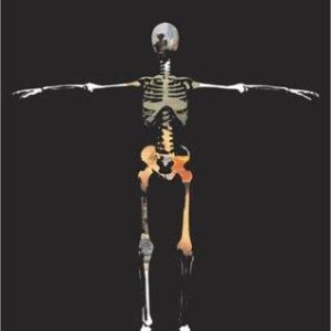 The Average Human